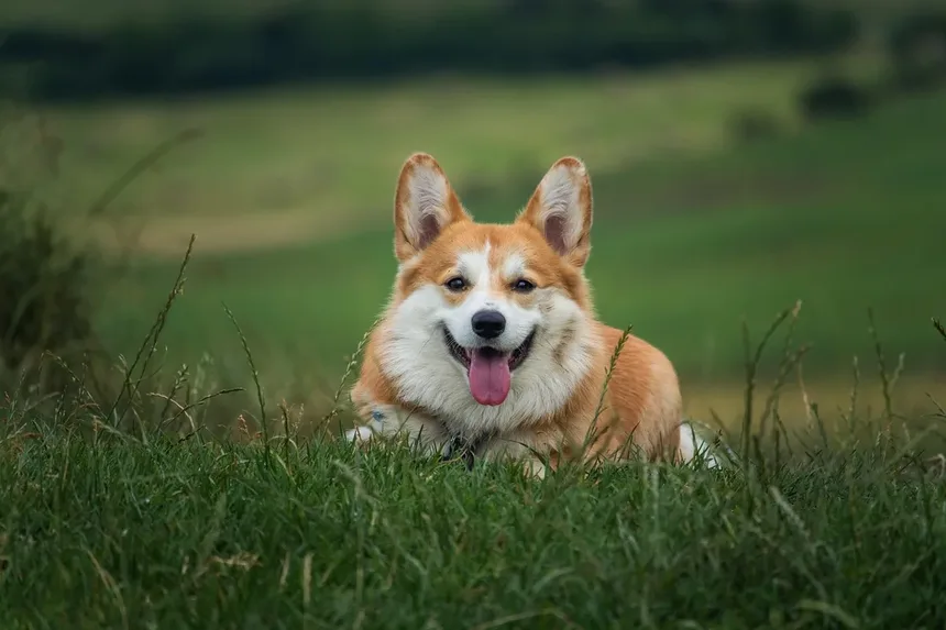 6 Dicas Comprovadas Para Impedir Que Seu Cão Ladrar à Noite