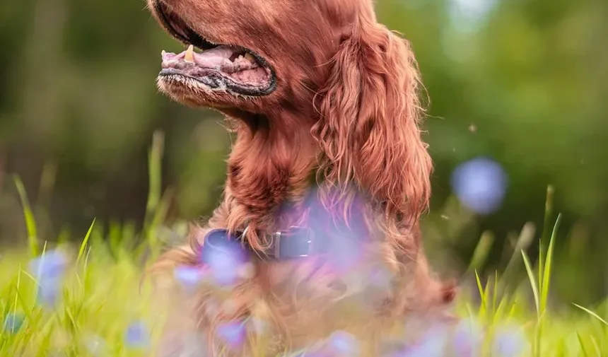 Alergia à Saliva de Cão: Sintomas e Como Viver com Seu Pet