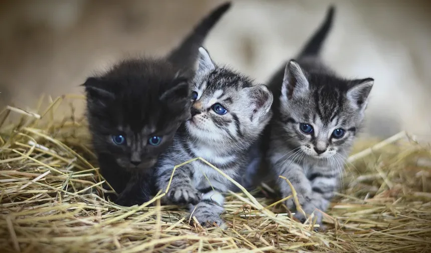 As Árvores de Natal São Perigosas para Gatos? Descubra Agora!