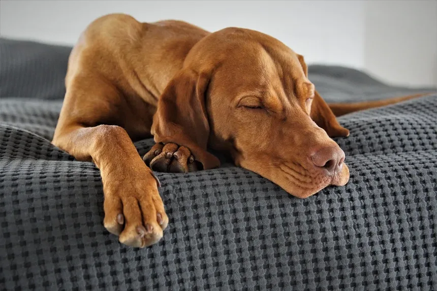 Cães Podem Usar Cannabis Medicinal? Descubra os Fatos!