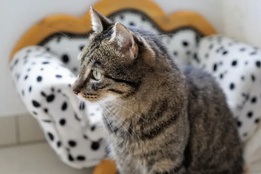 Vômito Crônico em Gatos: Sinais, Causas e O Que Fazer