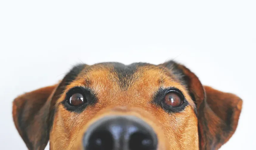 Cachorro Latindo à Noite: 6 Razões e Como Parar