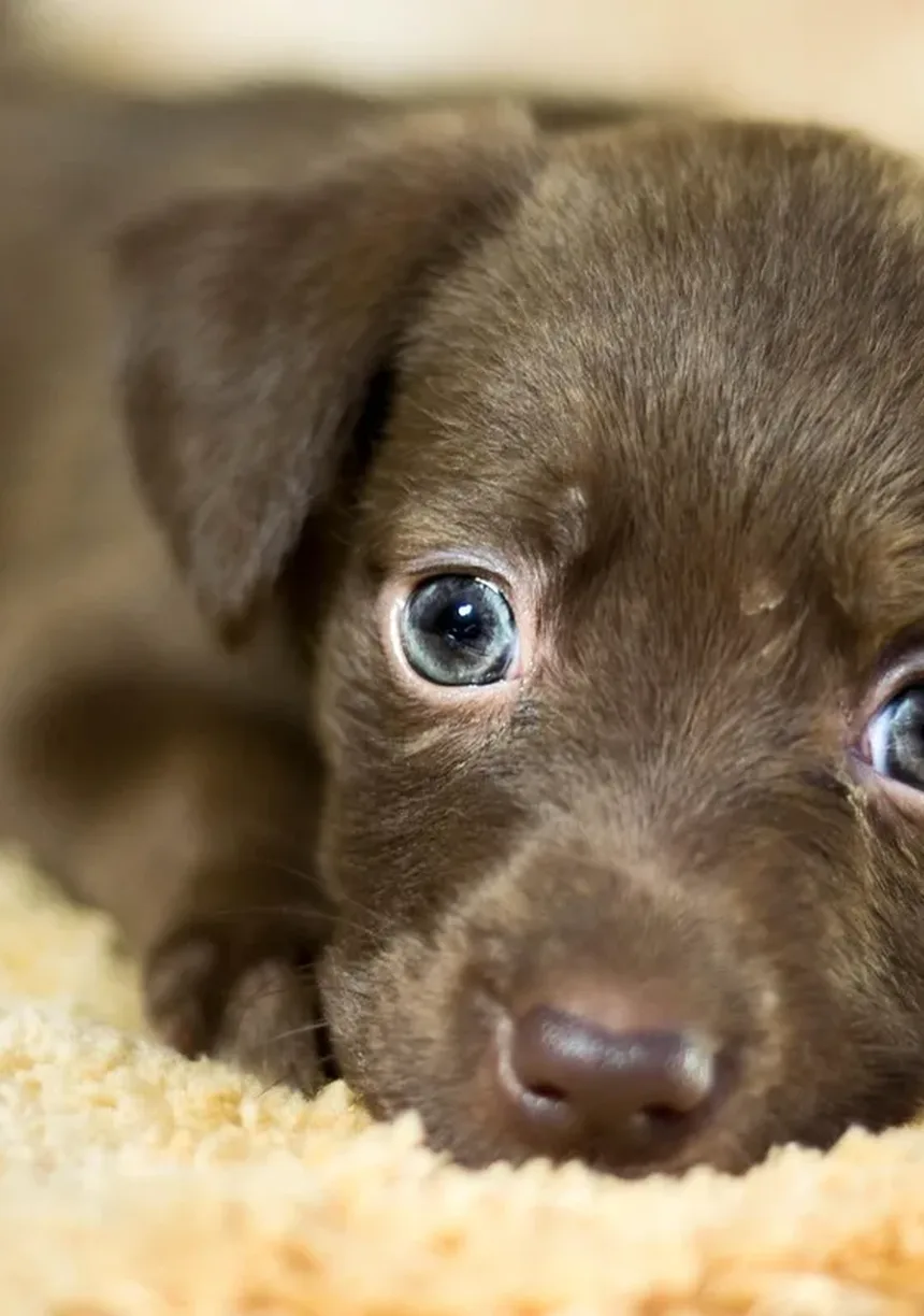 Infarto em Cães: Sintomas, Causas e O Que Fazer