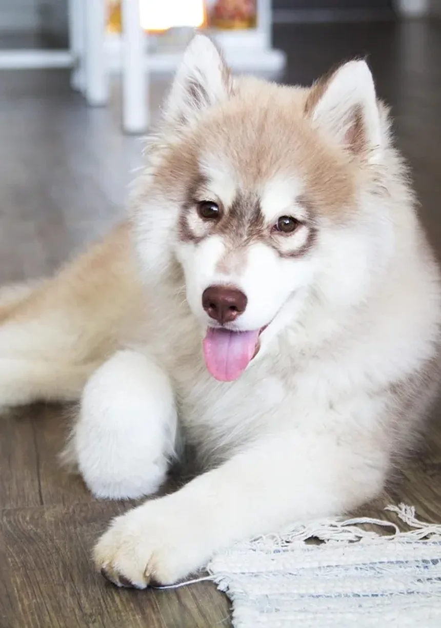 Como Parar um Cachorro de Latir à Noite?