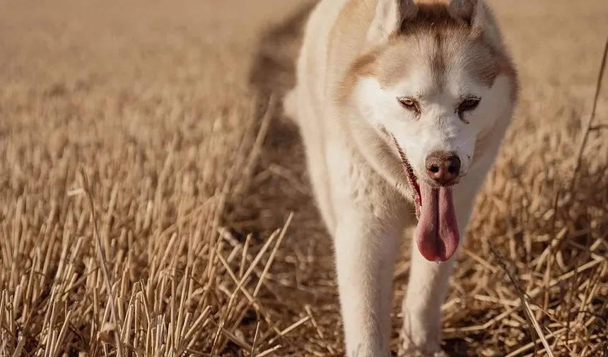 Como Proteger Seu Animal de Estimação de Pulgas, Carrapatos e Vermes do Coração em 2024