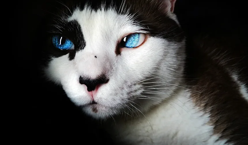 Seu Gato Está com Dor? Sinais Sutis que Você Pode Estar Perdendo