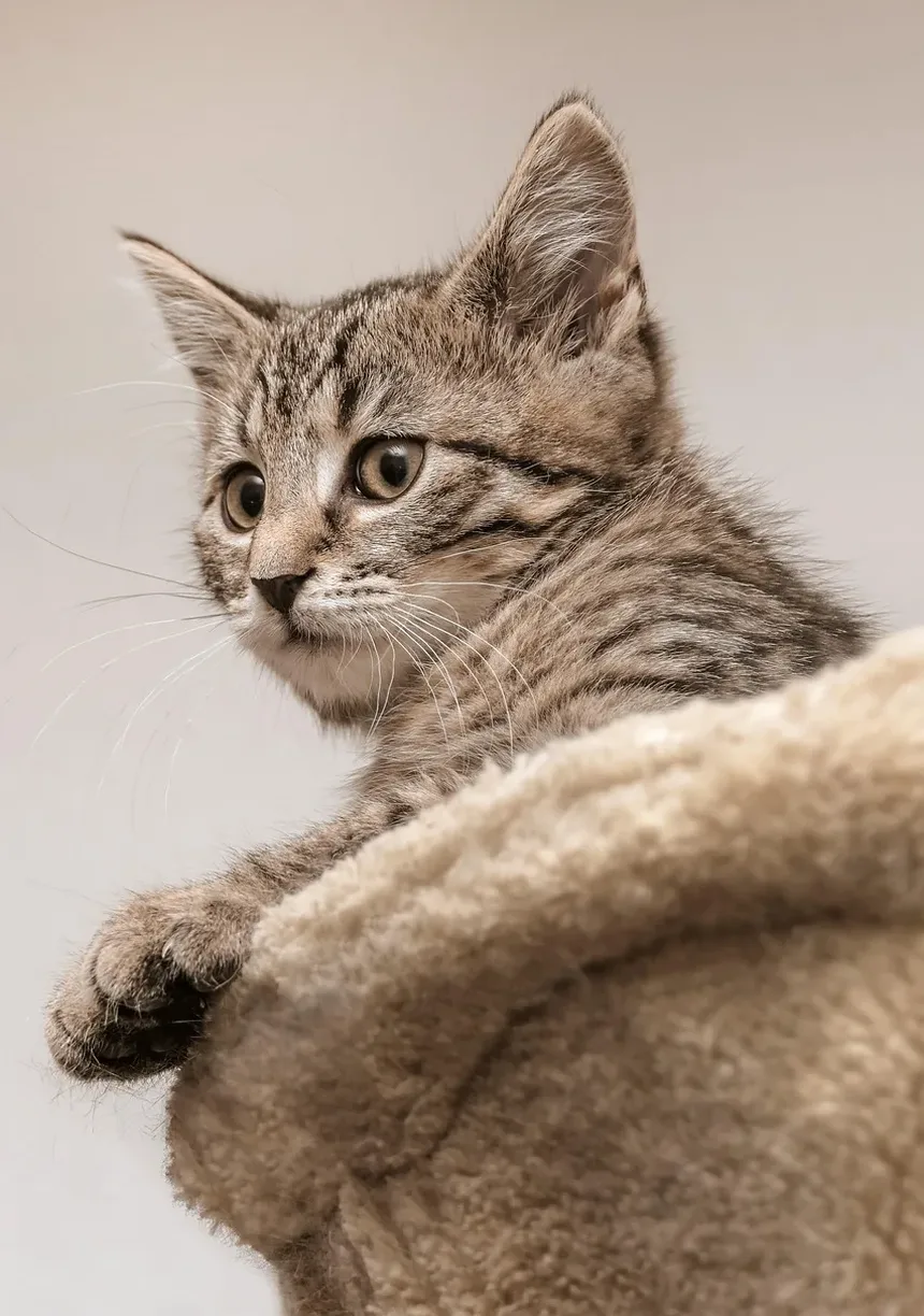 Cronograma e Custos de Vacinação para Gatinhos