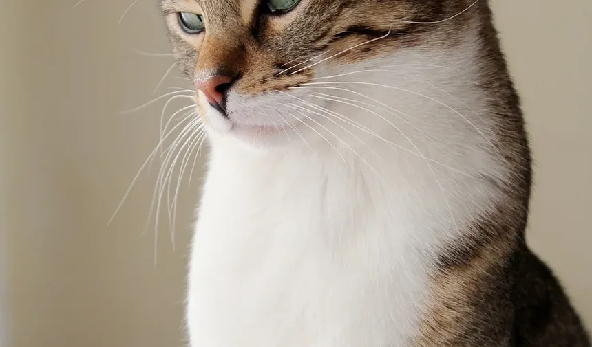 O Cronograma Completo de Vacinação para Gatinhos