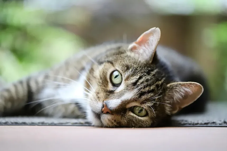 Incontinência Urinária em Gatos: Sintomas, Causas e Tratamentos