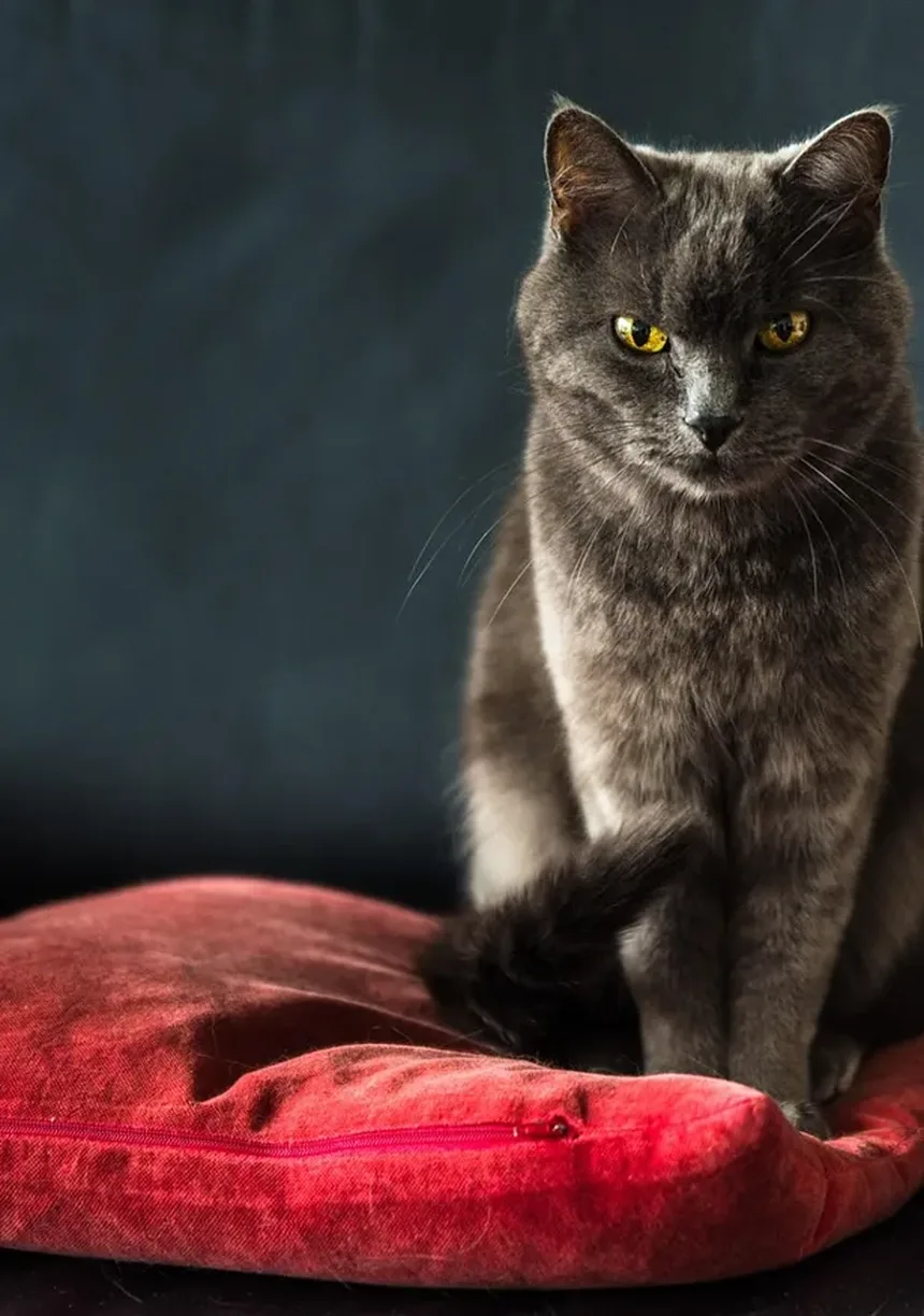 Incontinência Urinária em Gatos: Sintomas, Causas e Tratamentos