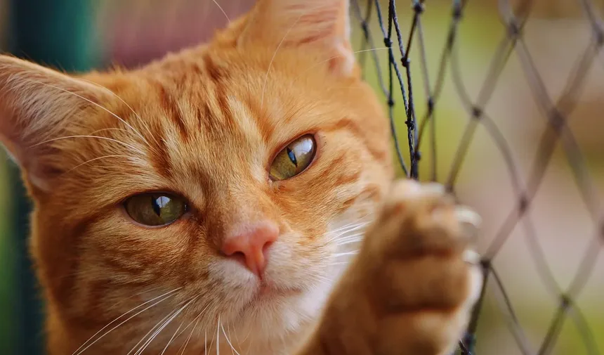 Incontinência Urinária em Gatos: Sintomas, Causas e Tratamentos