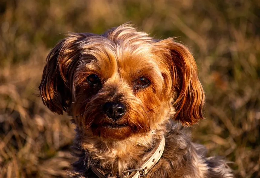 Quais são os Melhores Alimentos para Cães Idosos?