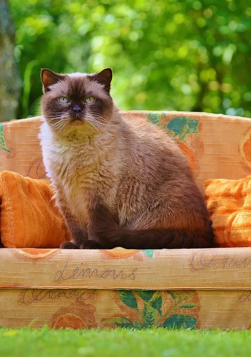 Quando os Gatos Param de Crescer? Descubra Agora!