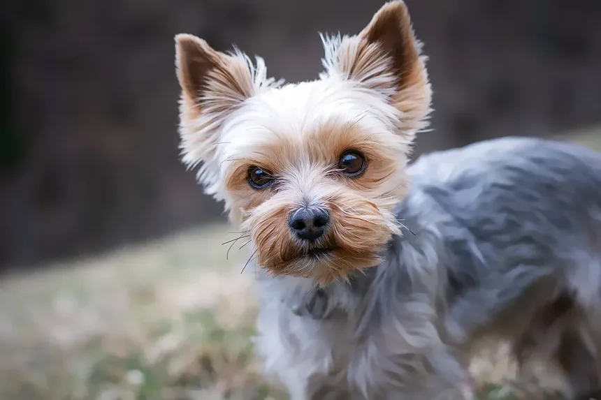 Por Que Meu Cachorro Late à Noite?