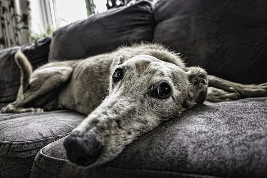 Zonisamida para Cães: Tudo o Que Você Precisa Saber