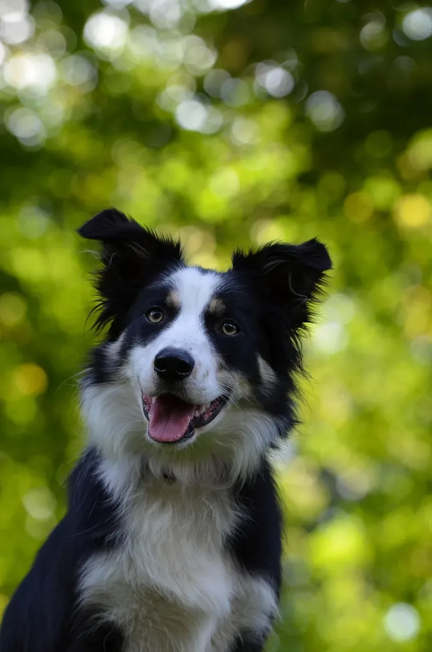 Melhores Dicas de Higiene para Cães