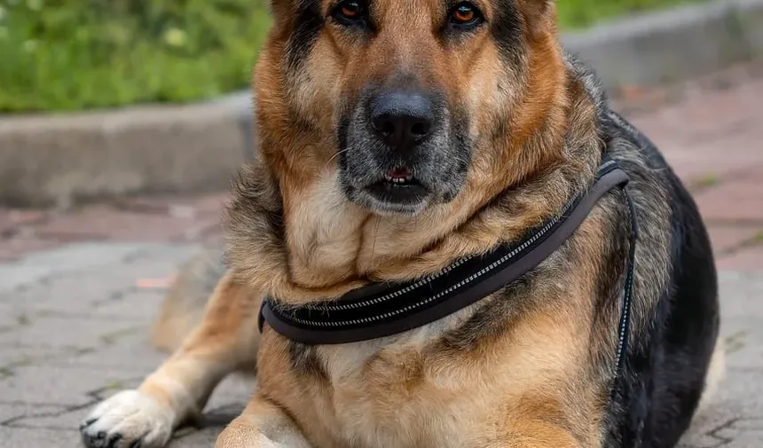 Melhores Dicas de Higiene para Cães