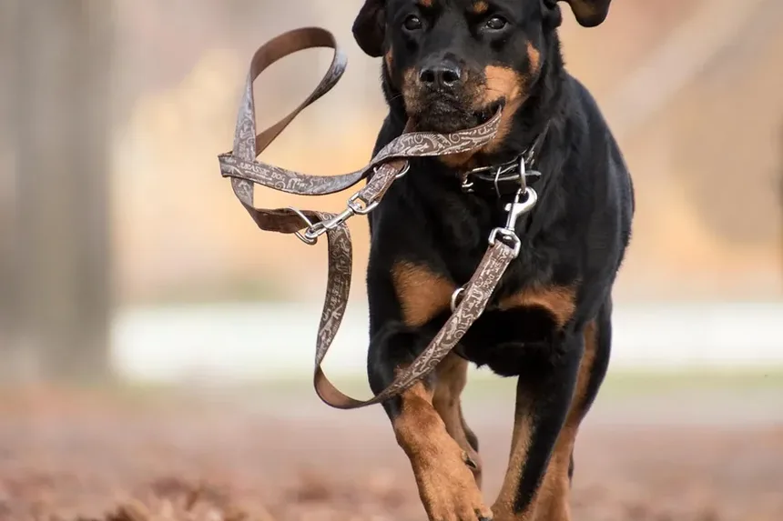 Melhores Dicas de Higiene para Cães