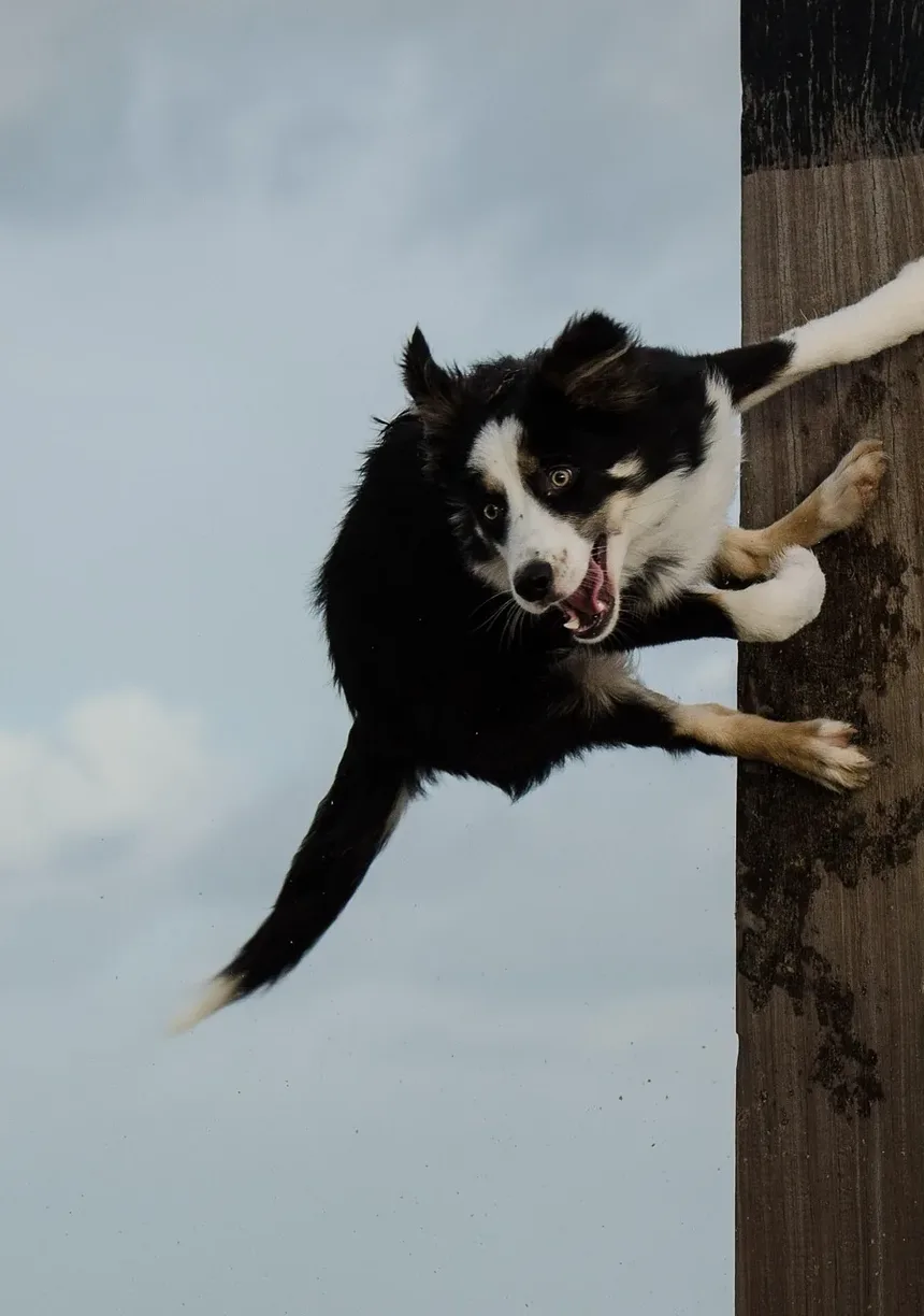 Com que Frequência Cortar as Unhas do Meu Cão: Um Guia Completo